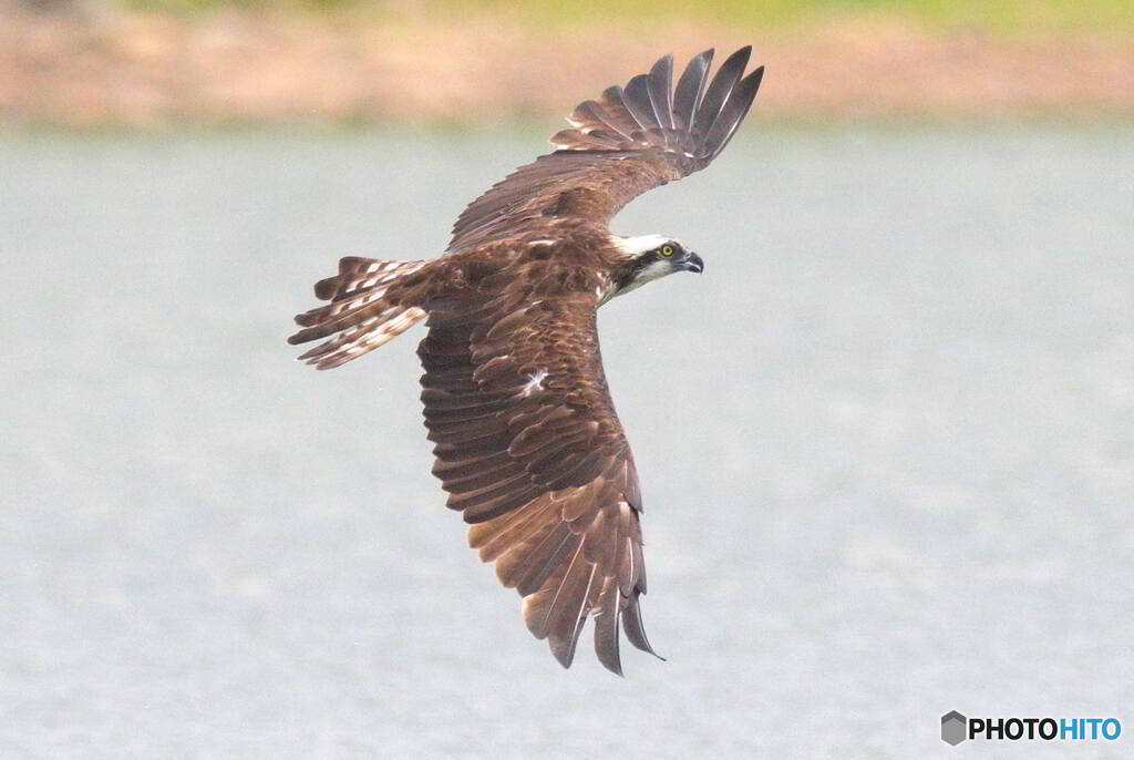 ミサゴの背打ち
