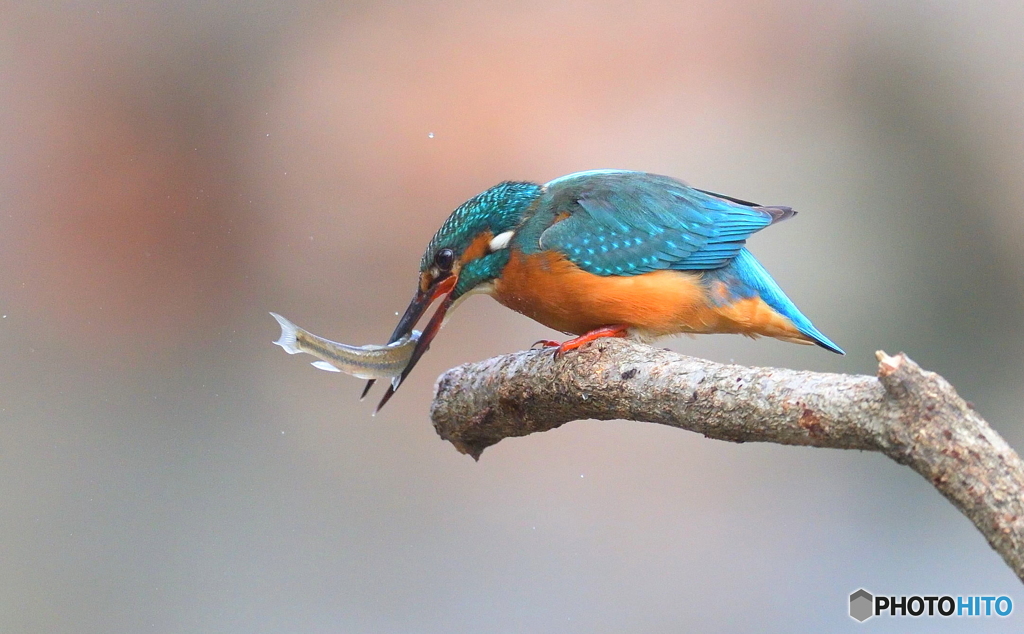 今日もバシッとねⅡ