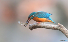 今日もバシッとねⅡ