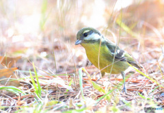 思い出のキバラガラ