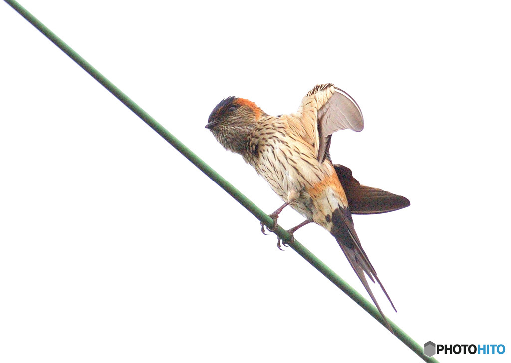 初めてのコシアカツバメ