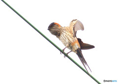 初めてのコシアカツバメ