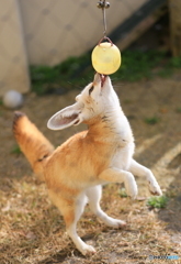 じゃれるフェネック