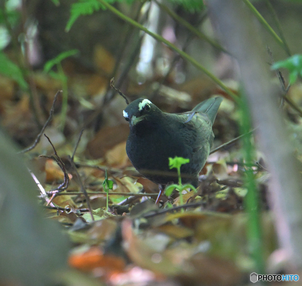 5月のマミジロ君⑤