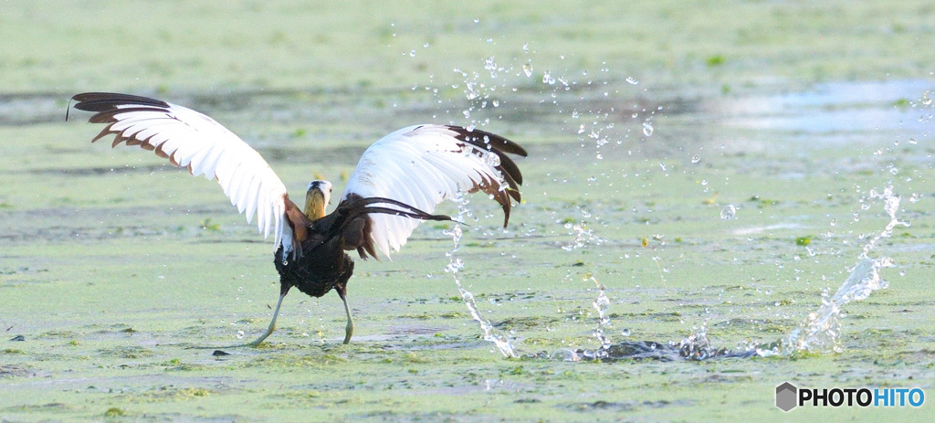 思い出のレンカクさん⑱
