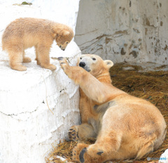 シロクマの母娘⑩