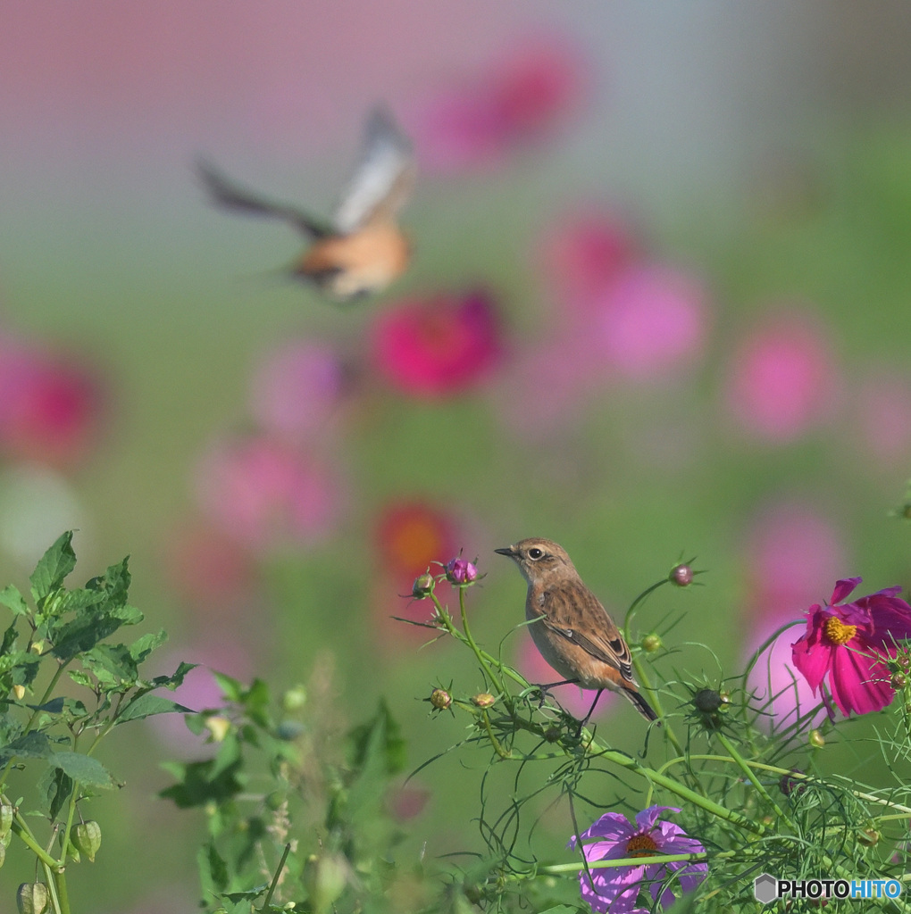 秋桜にノビタキ④