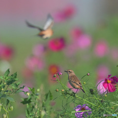 秋桜にノビタキ④