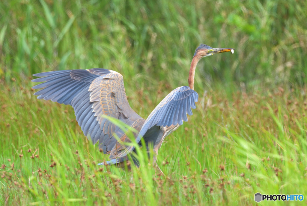 初めてのムラサキサギ