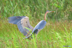 初めてのムラサキサギ