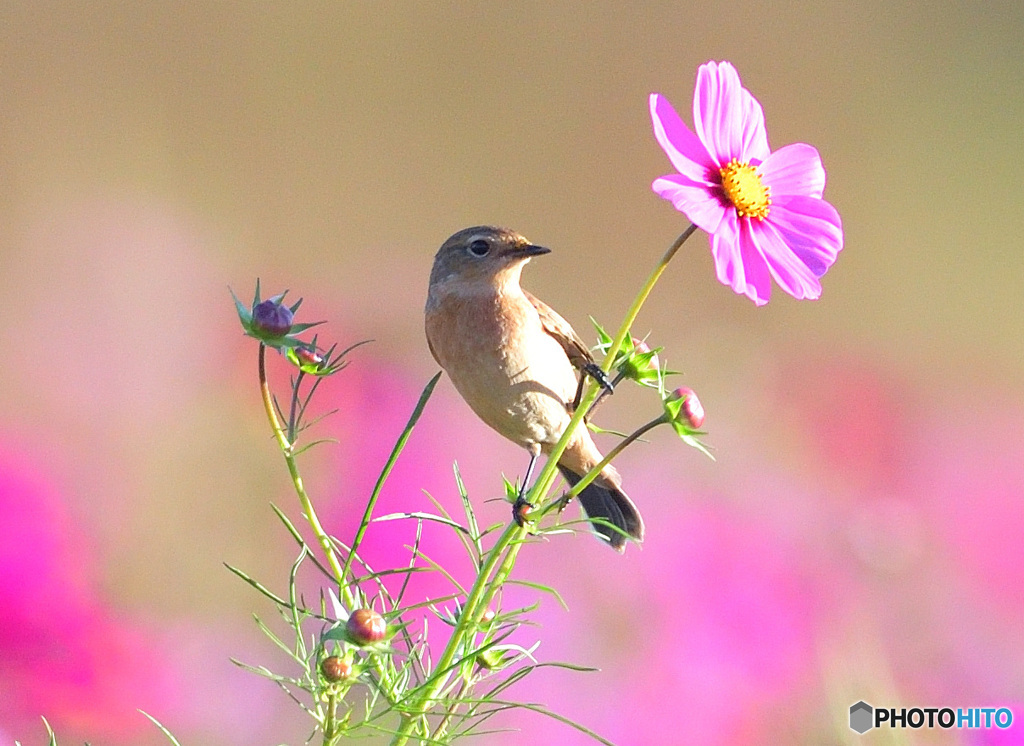 秋桜にノビタキ⑧