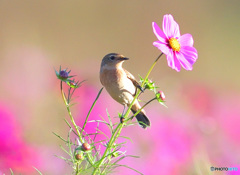秋桜にノビタキ⑧