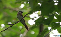 見返りサンコウチョウ♀