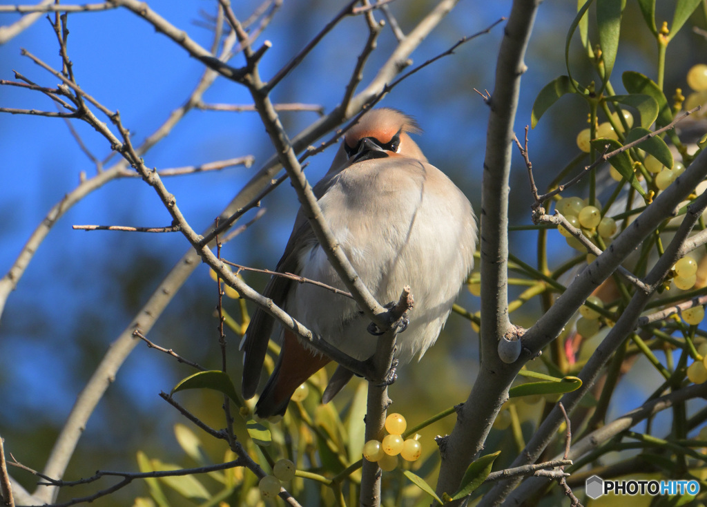 キレンジャク2023③