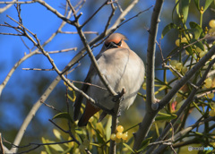 キレンジャク2023③