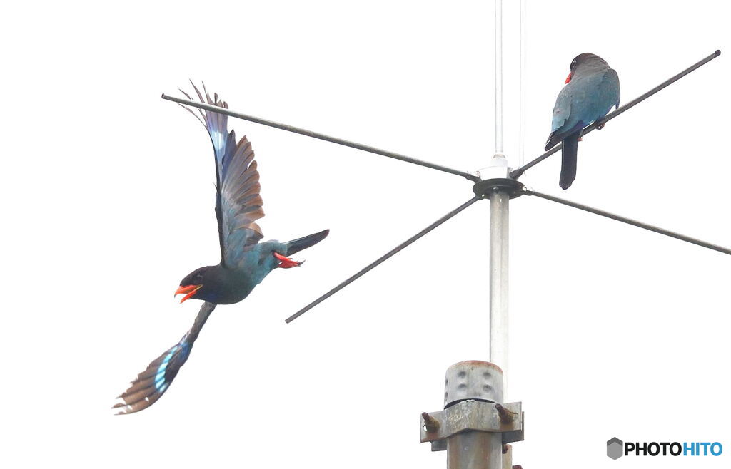 ブッポウソウのカップル②