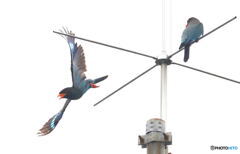 ブッポウソウのカップル②