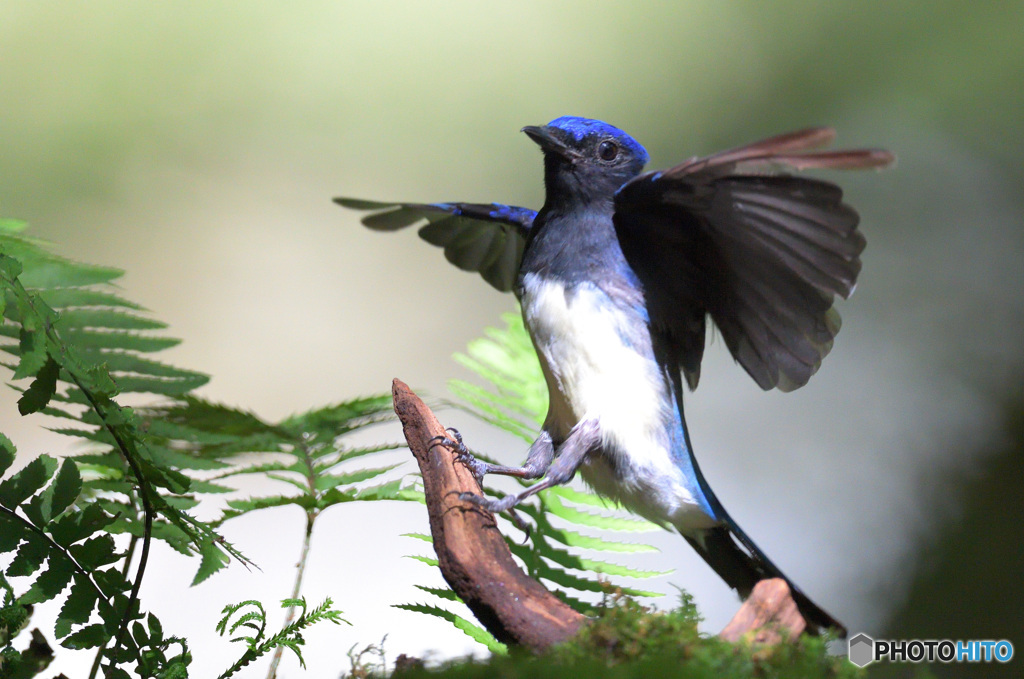 7月のオオルリくん④