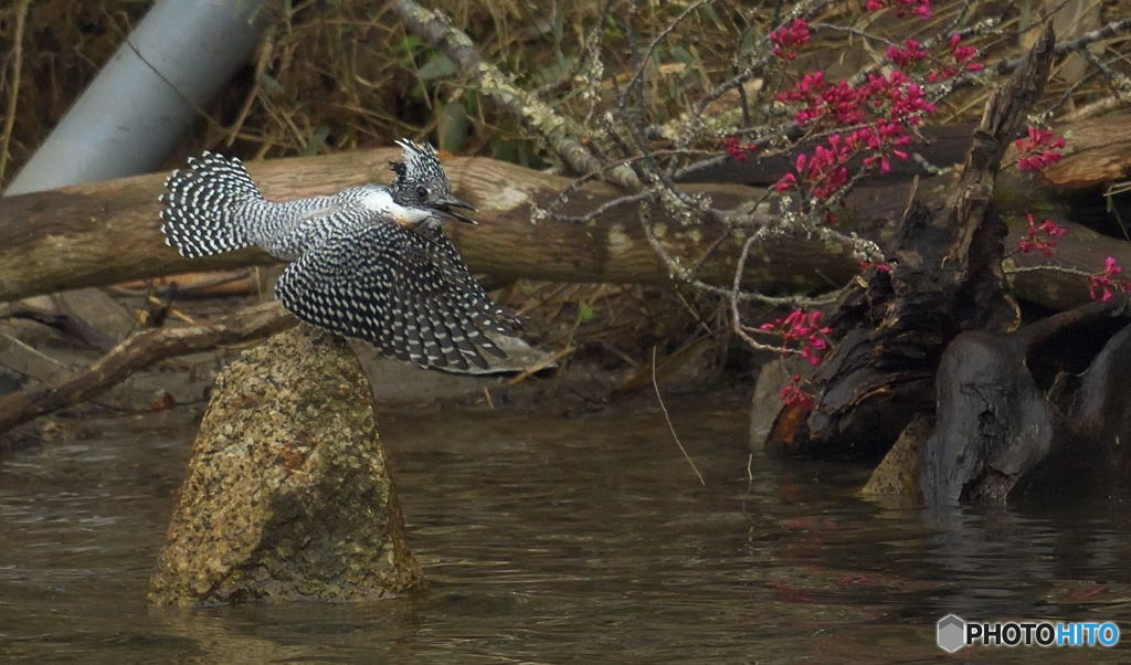梅にヤマセミⅡ