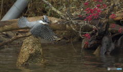 梅にヤマセミⅡ