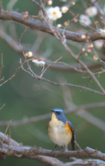 白梅とルリビタキ君