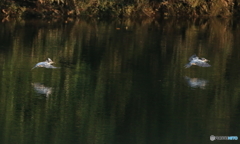 「こら、待てぇ～」「オホホ、捕まえてごらんなさ～い」