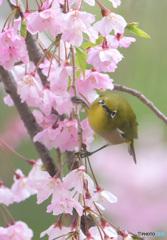 枝垂桜にメジロ②