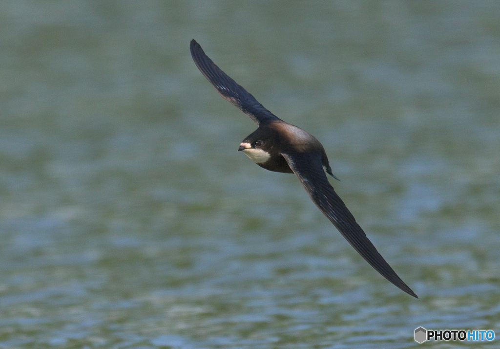ハリオアマツバメ2022㉜