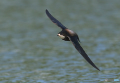 ハリオアマツバメ2022㉜