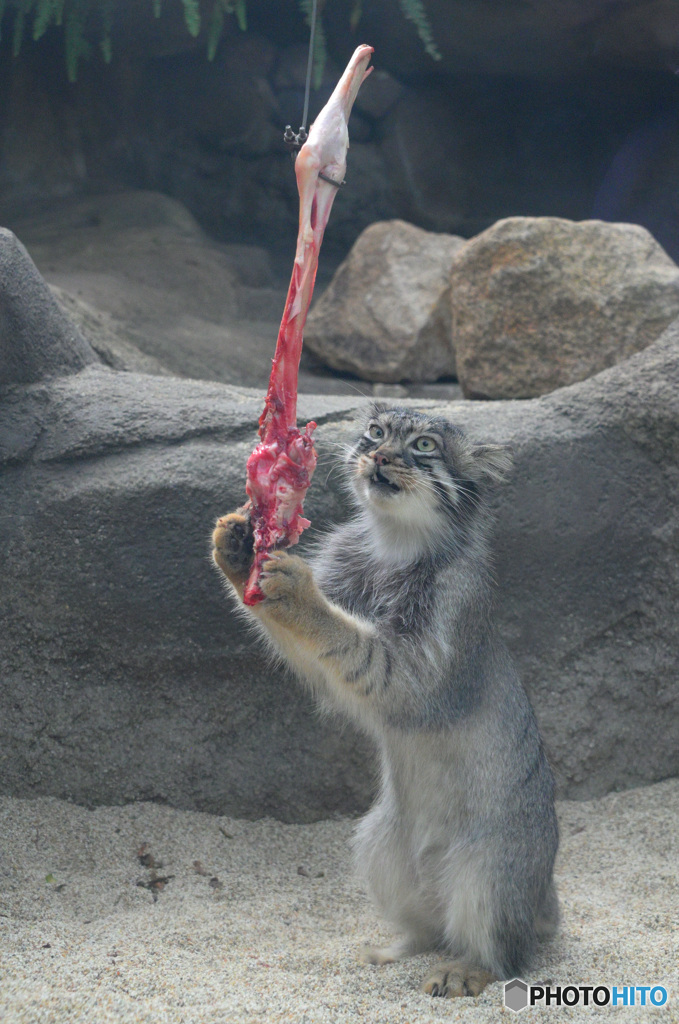 マヌルネコさんのお食事