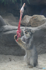 マヌルネコさんのお食事