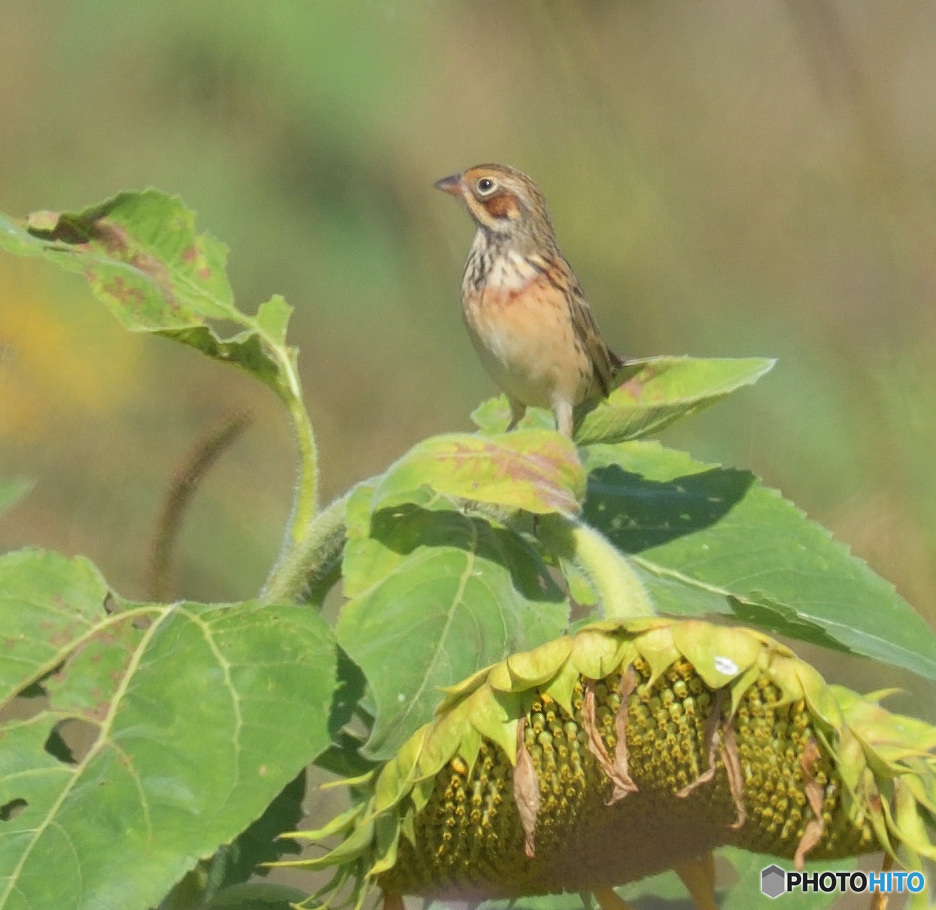 向日葵にホオアカ