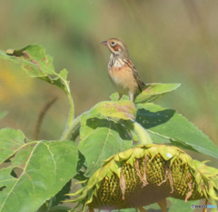 向日葵にホオアカ