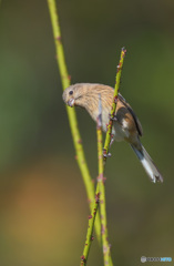 ん～？(　・ω・)