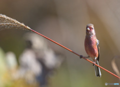 晩秋のベニマシコ