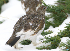 若♀雷鳥⑤