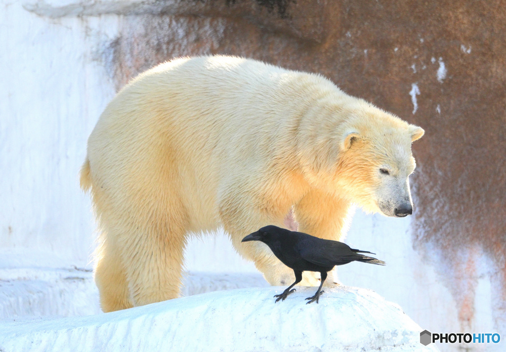 シロクマとカラス②