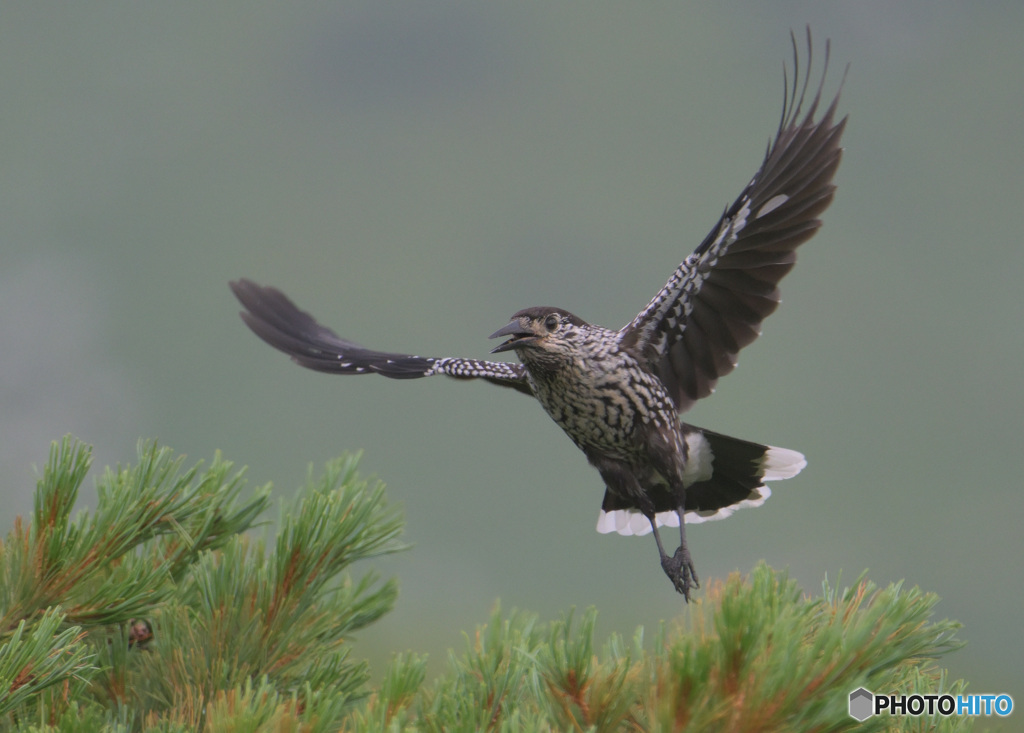 ホシガラス2024⑦