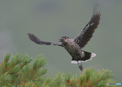 ホシガラス2024⑦