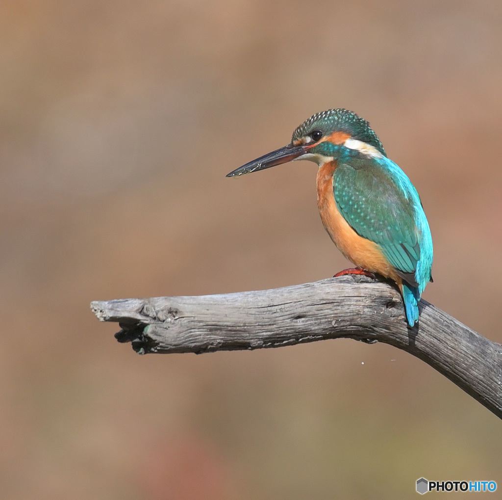 在庫のカワセミさん