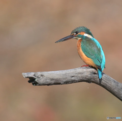 在庫のカワセミさん