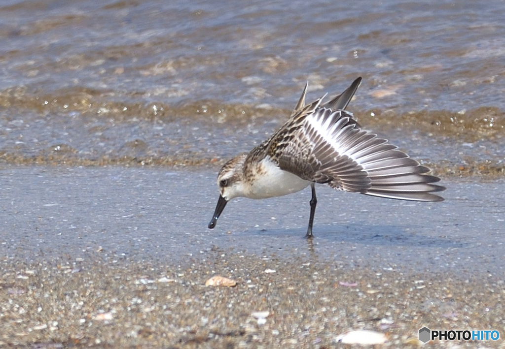 羽根を伸ばすヘラシギ