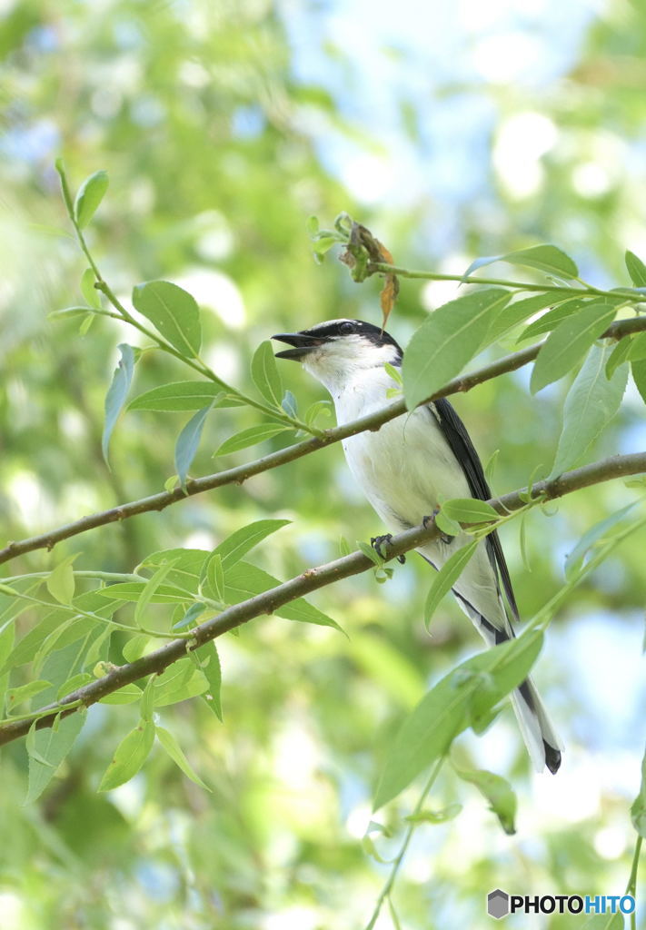 囀るサンショウクイ