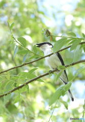 囀るサンショウクイ