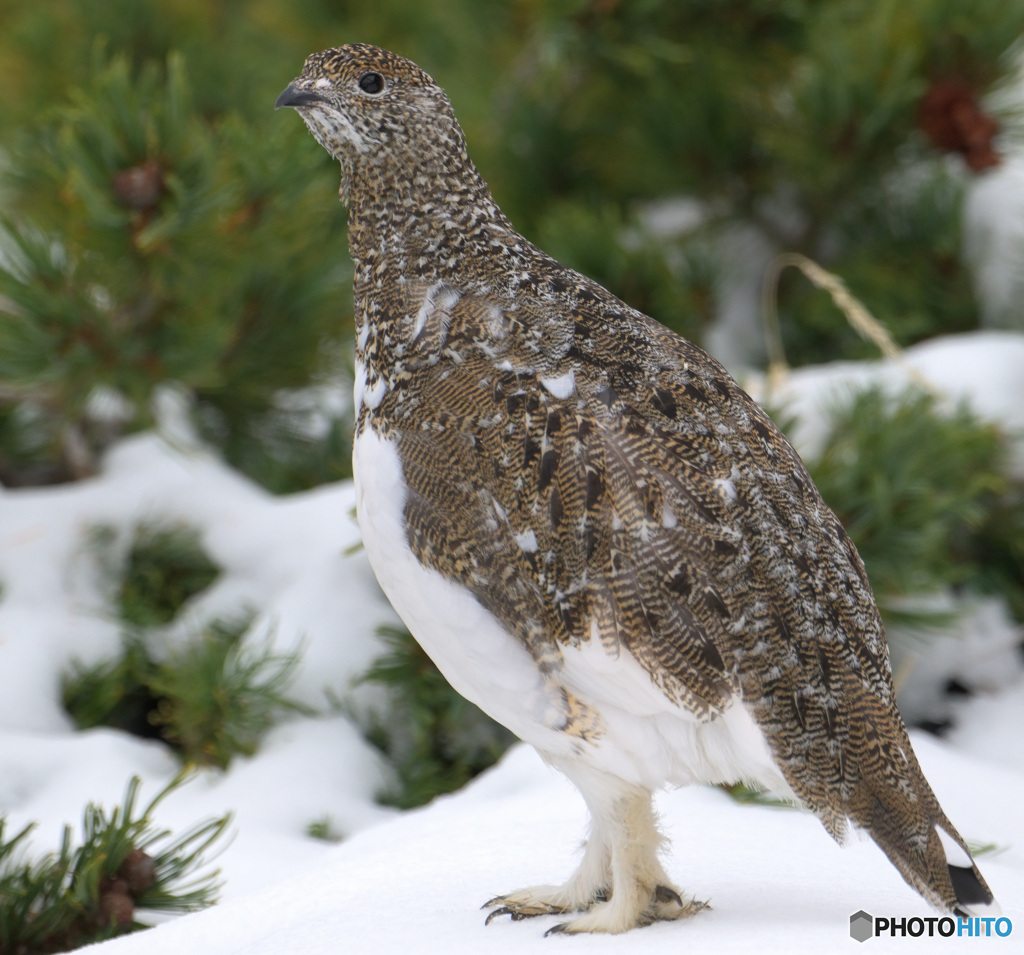 若♀雷鳥②