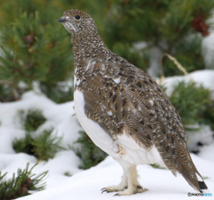 若♀雷鳥②