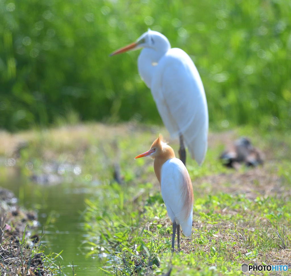 ダイサギ＆アマサギ