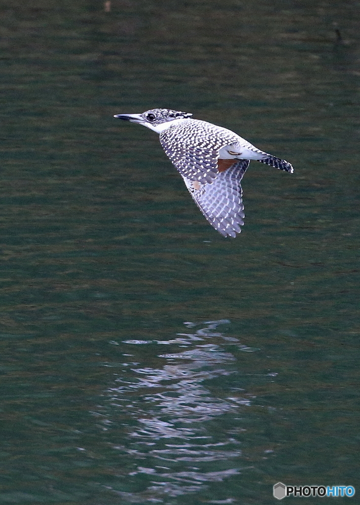 ヤマセミ姐さんのローパス