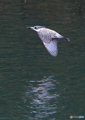 ヤマセミ姐さんのローパス