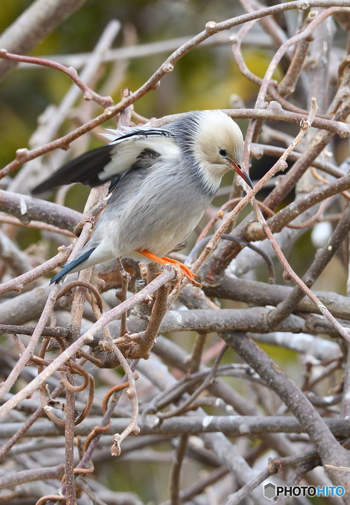 ギンムクさん